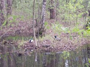 Изображение WhatsApp 2024-05-19 в 10.56.43_5f5a2fd1.jpg