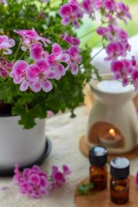 fragrant-houseplants-scented-geranium-02fc3a6816bf46c79448b6569a81fcf0.jpg