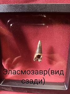 Эласмозавр 2.jpg