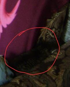 Screenshot_20240822_205732_Yandex Start.jpg