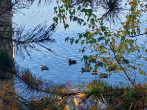 Изображение WhatsApp 2024-09-17 в 11.56.10_13b540eb.jpg