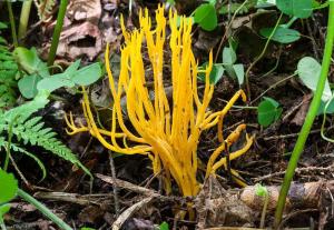Calocera-viscosa-2015-08-03-IMG_1714-239.thumb.jpg.96370a6adea3cb7528c057b7e562bbd2.jpg