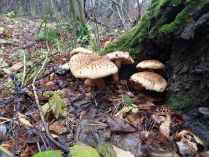 Изображение WhatsApp 2024-10-23 в 12.22.25_7201b5c1.jpg