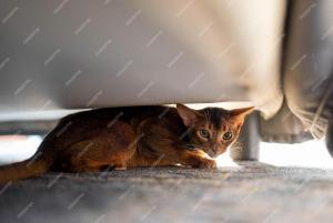 cute-abyssiniancat-hiding-bed-funny-cat_536604-910.thumb.jpg.ae4987a74c8bfa9c30eddccb661bdadc.jpg