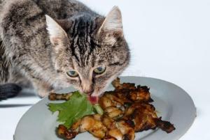 gray-tabby-cat-eating-food-white-bowl-109817827(1).thumb.jpg.6974cb3a385abb1327f9267f17729ef4.jpg