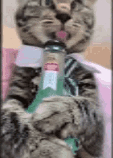 cat-drink.thumb.gif.26ff3cf67c25043dc1a98669abfdeaee.gif