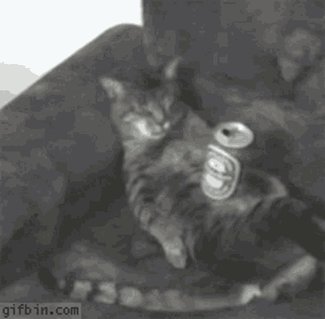 cat-drunk.thumb.gif.c8641f6245de9fbb6051a4aa3baa34ac.gif