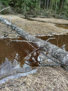 Изображение WhatsApp 2025-03-15 в 21.29.38_f879bb63.jpg