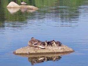 Изображение WhatsApp 2025-06-08 в 07.46.00_4cce280c.jpg