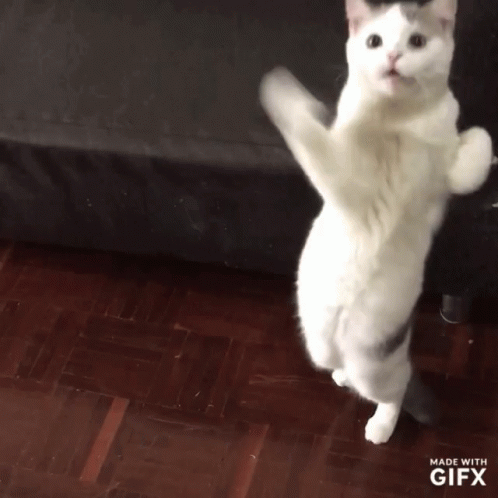 cat-dance.thumb.gif.222c6767c74b0a9bb2f0158bc7ea2bcb.gif