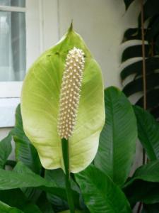 1200px-Spathiphyllum_floribundum1.jpg