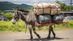 pngtree-donkey-with-bags-on-its-back-picture-image_2485424.thumb.jpg.ef41e5757d1dca380ccaed7dc48e54dc.jpg