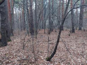 Изображение WhatsApp 2025-11-19 в 12.15.01_adbe4d3d.jpg