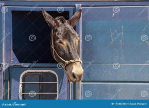 horse-donkey-its-head-sticking-out-window-dirty-horse-trailer-horse-donkey-its-head-sticking-out-127853562.thumb.jpg.dedf3db4599b37bd9fb7660707b6491c.jpg