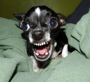 1200px-Killer_Chihuahua.thumb.jpg.b77e01c7f93161058f392de85c0ed781.jpg