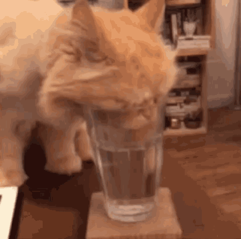 cat-glass.thumb.gif.b93c43c607abbc0a25d40c5eba8340b2.gif