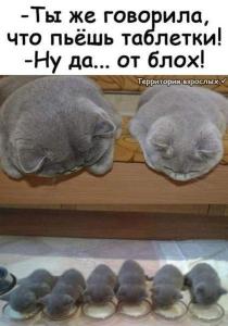 52e53f945b4d0fadd74b50a57db7e2b6.thumb.jpg.9034168c4cdea4ad8ddfbe56e6016506.jpg