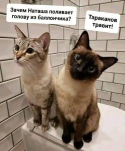 8baab4b0315784db027c9756126f406c.thumb.jpg.83157f5aa97777aa1aefee5876b087f3.jpg