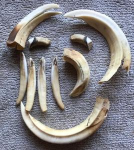 9B4BCE08-B11F-4CF5-99F7-71039C38D76A.thumb.jpeg.16204862bc55e1a199c72b52a5b80ed6.jpeg