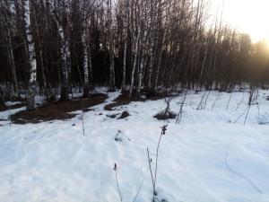 IMG_20260323_070449.jpg