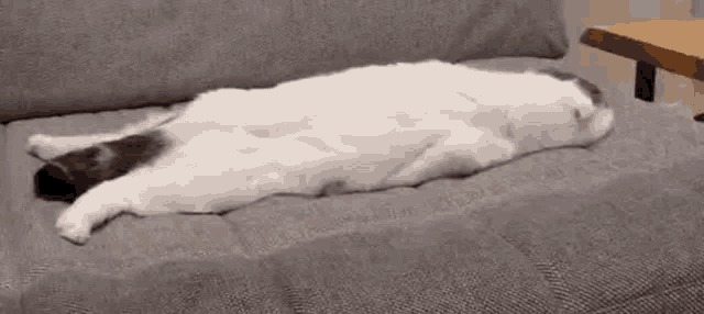 lazy-cat.thumb.gif.618230865c4fd74df8b16f703d882154.gif