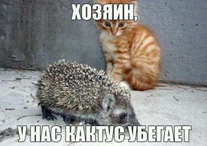 5432b8f98bdfcdfe4a7f7d2e3561fdb6.jpg