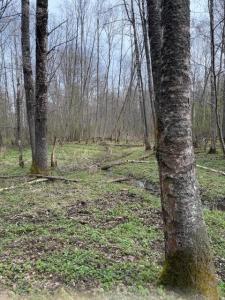 IMG_0383.jpeg