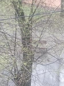 IMG_20260419_102405.thumb.jpg.4d6660b9a0e09f900143240d0fde57c3.jpg