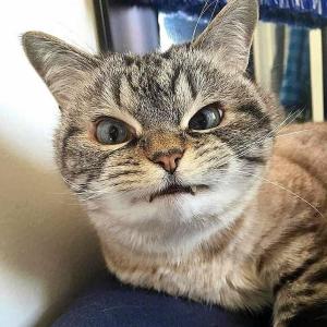 0f15d8da-eb71-4135-9a73-939e9db2a00f.thumb.jpeg.475ae682a67020983d80a254ac4d9176.jpeg