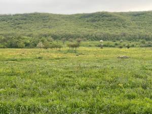 IMG_0423.jpeg
