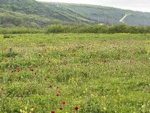 IMG_0426.jpeg