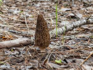 P5033010-ORF_DP.jpg.4659a9723733c1a02b15fe5284ebfecd.jpg