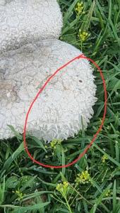 20260614_151324.thumb.jpg.5e69accf0bcb59fcd91252909f893ad5.jpg