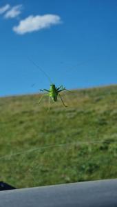 20260628_163439.thumb.jpg.252b71a7118087d36814a40b0c311769.jpg