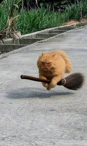 8340fb3d1231e601407f1344a3f1ae00.thumb.jpg.2c8d4b0764747932766e40a96bb735f2.jpg