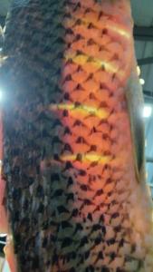 IMG-20260422-WA0028.jpeg