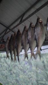 IMG-20260429-WA0027.thumb.jpeg.d3d6f6bae386d713d28ae07aef1188fa.jpeg