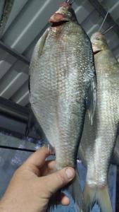 IMG-20260429-WA0037.thumb.jpeg.d80f0cbd2443efc157321b332b163336.jpeg
