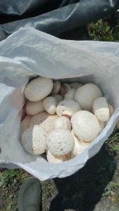 IMG-20260609-WA0008.jpeg