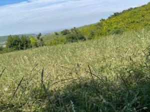IMG_0628.jpeg