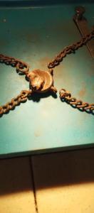 IMG_20260625_164140.thumb.jpg.7fd27e04f0c882ad12f9fc9de2b79129.jpg