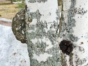 scale_720(1).thumb.jpeg.cb71cf36fb61cee80730f5249db544a6.jpeg