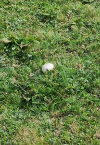 20260712_150445.thumb.jpg.a55891fe196bfff8a9c7fb8d46296539.jpg