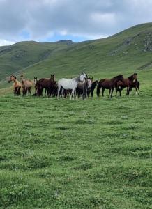 20260726_152151.thumb.jpg.d395cb79d5c33a135a1e4372be81d684.jpg