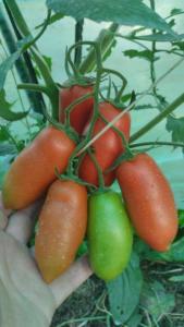IMG-20250705-WA0116.jpeg
