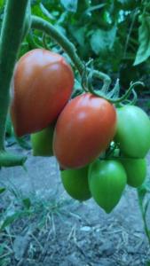 IMG-20260704-WA0062.thumb.jpeg.d27239b040e4b26e13fc9f9549a9c3ea.jpeg