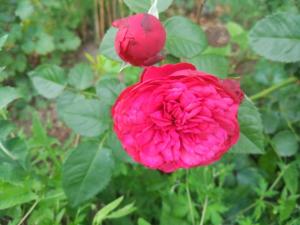 IMG_20260710_193644.jpg