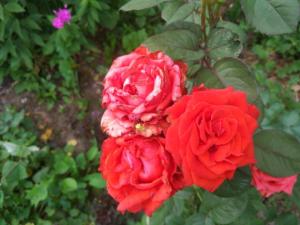 IMG_20260710_193700.jpg