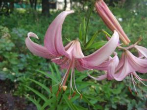 IMG_20260710_193714.jpg