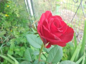 IMG_20260710_193739.jpg